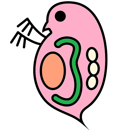 ミジンコが休眠卵 耐久卵 を産んだ 卵を作る原因と孵化する条件は何